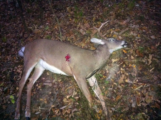 deer.jpg