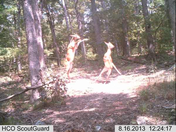 dancing deer.jpg
